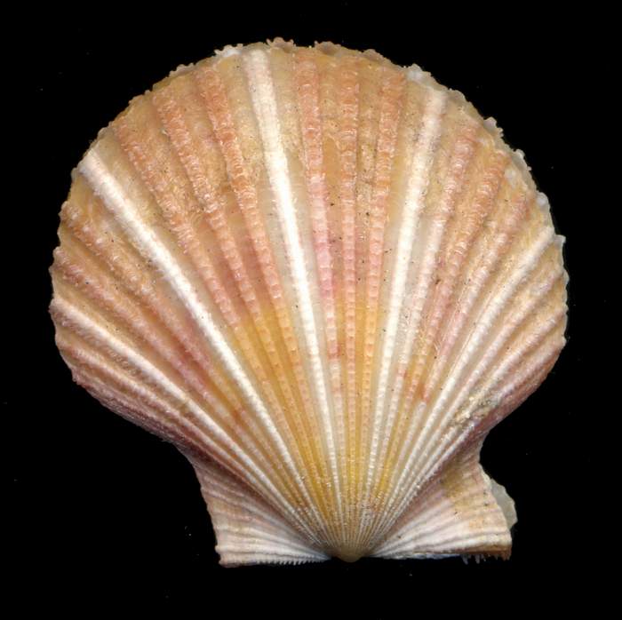 Manupecten pesfelis